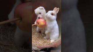 Dog and bunny chew apples together. Cute little pets in the countryside. Golden Sun Original