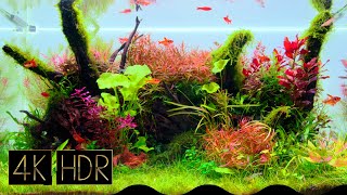 Soothing Aquascape | Aquascape • Fixed 3hours 4K HDR 60fps • Water sound