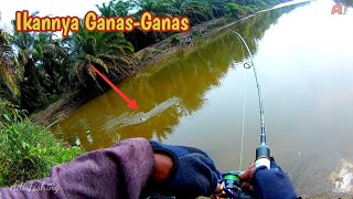 Di Spot Ini Masih Banyak Ikan Besarnya Bro,,//CASTING IKAN GABUS