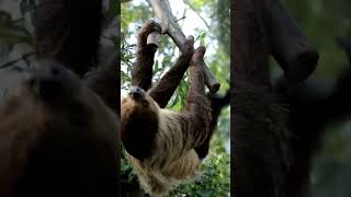 5 interesting facts about Sloths you may like to know #wildlife #naturemysteries