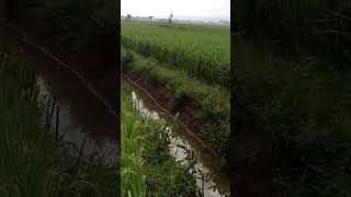 suasana pedesaan sawah yang indah alami#shorts #trending