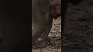 Monkey funny videos #1371 #babymonkey #shortvideo #short #viral #monkey #reels2023