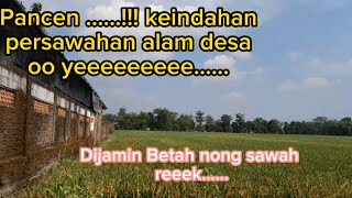 Dijamin Betah...!!! Menikmati Hidup Di Kampung yg Persawahan nya Indah