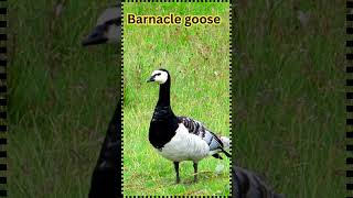 Barnacle Geese: The Black & White Beauties of the Arctic#shorts #birds #nature #duck #animals