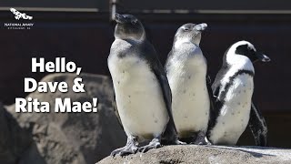 Welcome to Penguin Point, Dave & Rita Mae!