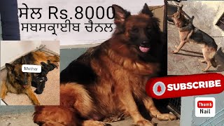 ਜਰਮਨ ਸ਼ੈਫਰਡ Dog ਸੇਲ Rs.8000 (9814335653)