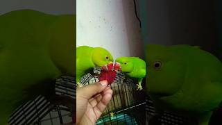 #parrot#mithu#cutebird #ringneckparrot#greenparrot #viral#video#talkingparrot #shorts#reels#love#yt