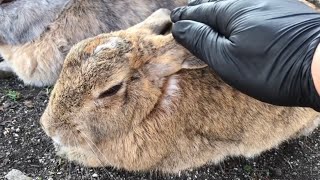 It's not a delicious looking bread, it's an adorable rabbit!