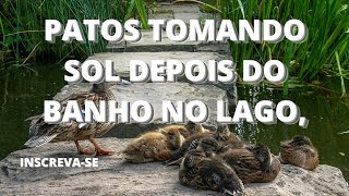 Patos Tomando Banho no Lago, Vídeo 02,