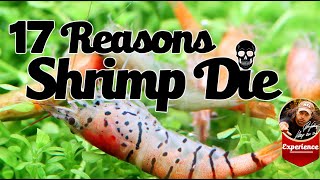 17 Real Reasons why shrimp die in a Aquarium  !