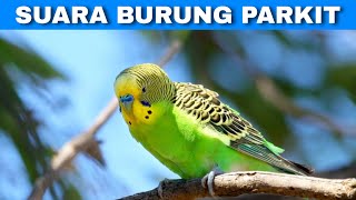 Suara Kicau Burung Parkit RRT Gacor Terbaru | Latest Gacor Parakeet RRT Sounds