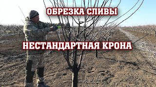 Обрезка сливы / нестандарная крона