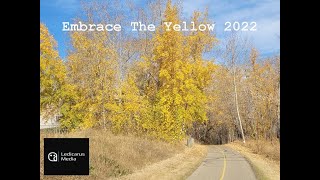 Embrace The Yellow 2022 Relaxation Video