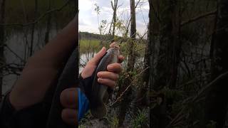 PEIXINHO ESFOMEADO ESSE MOROBÁ #pesca #traíra Vídeo completo no canal