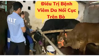 Giúp Cô Nông Dân Điều Trị Bệnh Viêm Da Nổi Cục Trên Bò.