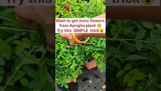 Get more Flowers from Aparajita plant  #shorts #ytshorts