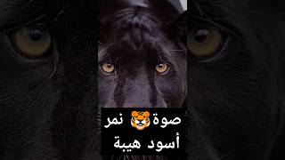 صوة😱 موخيف 🐯نمير🖤أسود  Scary black panther sound🇲🇦#moshab_vlog  Scary black panther sound.