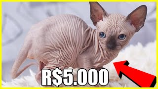 5 Gatos Mais Caros Do Mundo (RAÇAS EXÓTICAS)