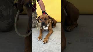 NEW A5642816 Sunflower | Boxer Mix