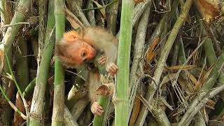 Oh The  baby\monkey was paralyzed, he had difficulty walking and the poor monkey fell to the ground