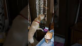 Dog's reaction after seeing himself in mirror #labrador #shorts #youtubeshorts