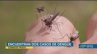 Funcionarios en alerta luego de que 2 casos de dengue son detectados en Pasco