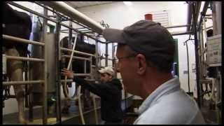 Inside an Ohio Dairy Parlor: Real and Uncut