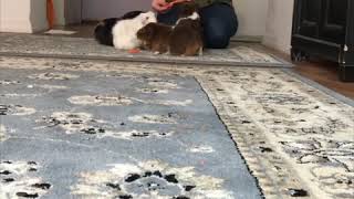 Guinea Pigs Happily Eat Snacks