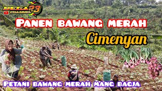 petani lagi panen bawang merah.