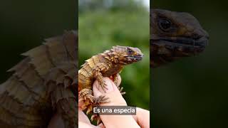 ¿Sabias que existe un dragón en miniatura? #lagarto #curiosidades #shorts #animales