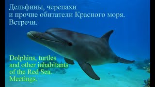 Дельфины, черепахи и другие обитатели Красного моря. Встречи. Dolphins, turtles and other. Meetings.