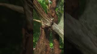 പുലി പിടിച്ച മ്ലാവിൻ്റെ തല#viral#wildlife#shots#shortsfeed#reel#lepord#shortsviral#ytshort#jungle#yt