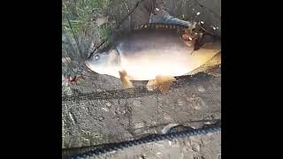 Донная ловля карпа.Эпизод 8 часть 3/5.Fishing on a bottom rod. Episode 8 part 3/5 #carp #carpfishing