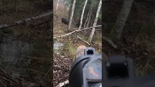 Driven Wild Boar In Estonia #drivenhunt #wildboar #estonia #mariotraks #wildjaeger #shorts