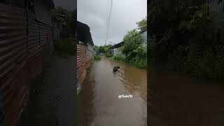 Hasta los #animales son #afectados en las #inundaciones en #elsalvador