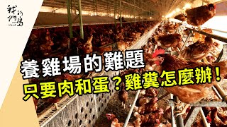 只要肉和蛋？雞糞怎麼辦！｜養雞場的難題(我們的島第1214集 2023-07-24)