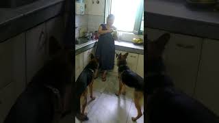 Jack and Jerry banana ke diwane #dogshorts #viralshort #doglife #germanshepherd #doglovers