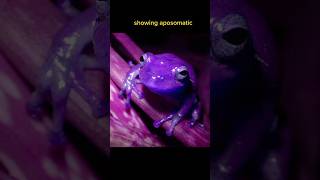 Discovering the Enchanting Dart Frog 🐸🌿 | Tiny Wonders of the Rainforest"#shorts #ytshorts#dartfrog