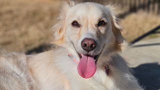 Explicando a importância da solidez nos comandos para os cães.