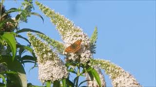 Budleja davidii