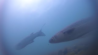 Pesca alla passata underwater: Quando il pesce di mare risale il fiume