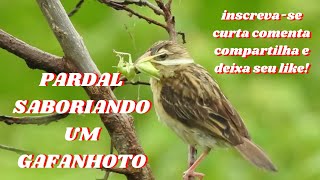 Pardal Comendo Gafanhoto, Gafanhotos, Pardal, Gafanhoto Devorador invasão, nuvem de gafanhotos,