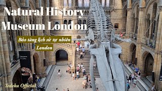 Visiting natural history museum London | Tham quan bảo tàng khủng long London