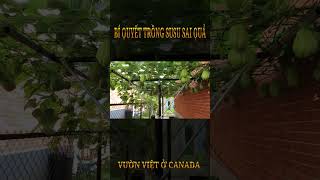 Cao thủ trồng su su | Vườn Việt ở Canada  #shorts