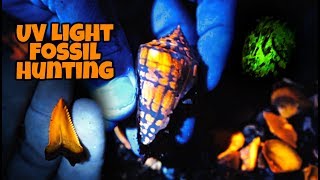 Finding Fluorescent Fossil Shells w/ CRAZY Patterns, Shark Teeth and Crystals in Florida (UV Lights)