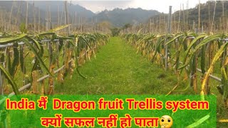 Dragon Fruit Farming | Trellis system Vs Pole system| Reason of failure in trellis system in india