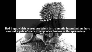 Traumatic insemination Top # 11 Facts