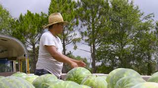 The Watermelon Story: The Journey