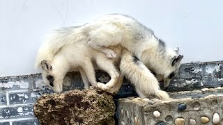 После того как маленький лисенок 🦊 прибыл в новый дом, он нашел лучшего друга. 🦊🥰😘❤👍👍👍