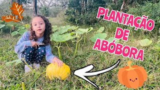 VLOG: NO  MATO | ACHAMOS UMA PLANTAÇÃO DE ABÓBORA | CAMPING 2021 | Dudda Alves